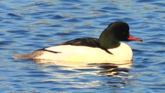 DSCN6333：カワアイサ