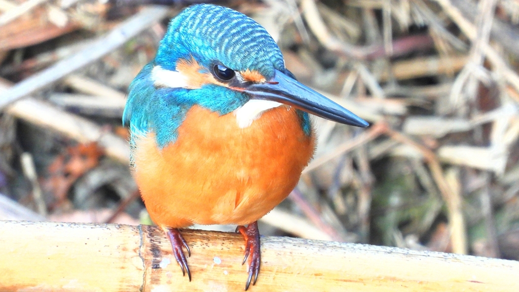 DSCN5152：カワセミ（オス）