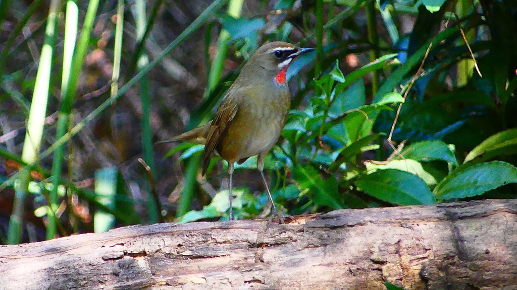 P2300854：ノゴマ（オス）