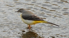 DSCN3564：キセキレイ