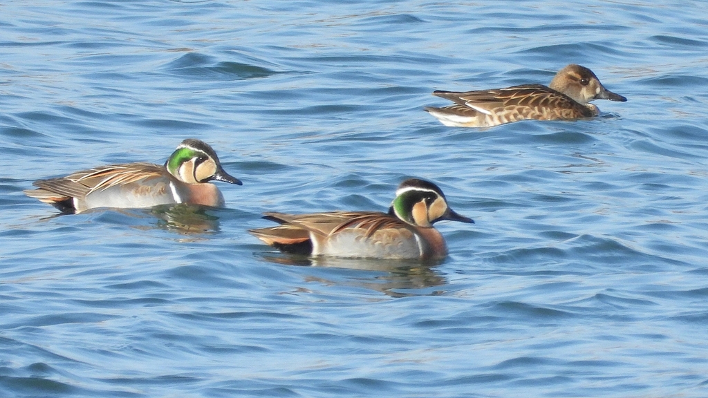 DSCN1119：トモエガモ