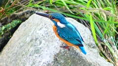 P2320815：カワセミ