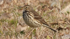 DSCN7574：タヒバリ