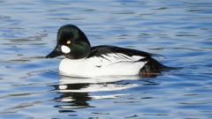 DSCN2696：ホオジロガモ（オス）