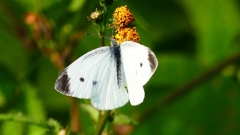 P2350740：モンシロチョウ