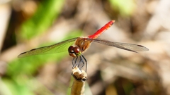 P2330522：アキアカネ（オス）