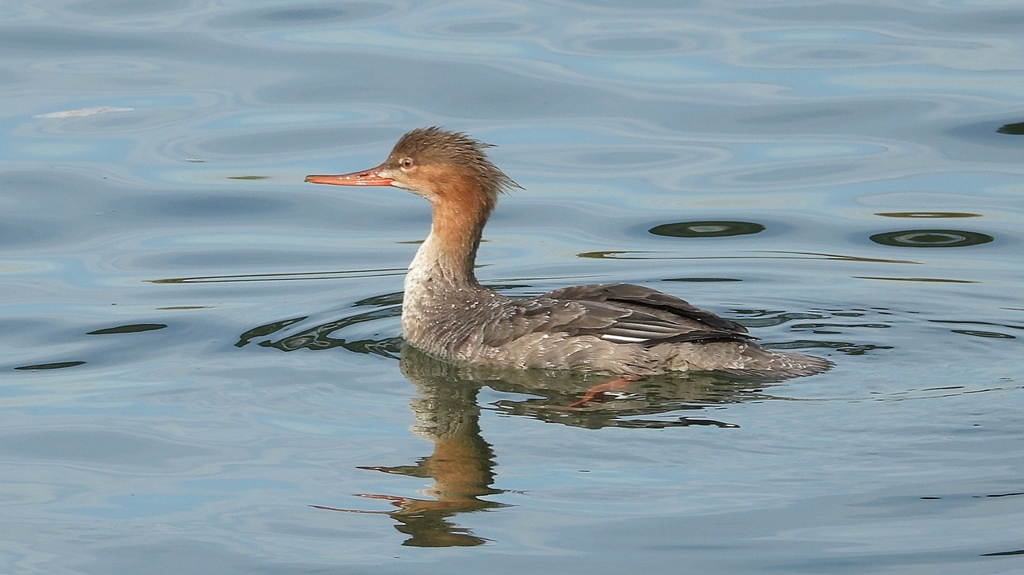 DSCN3168：ウミアイサ（メス）