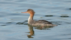 DSCN3168：ウミアイサ（メス）