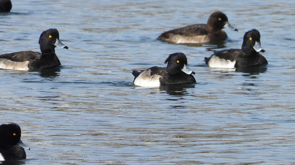 DSCN2949：キンクロハジロ（オス）