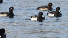 DSCN2949：キンクロハジロ（オス）