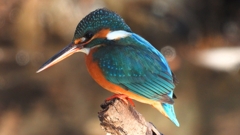 DSCN8930：カワセミ（メス）