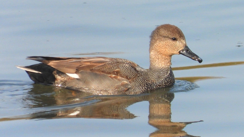 DSCN7472：オカヨシガモ（オス）