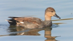 DSCN7472：オカヨシガモ（オス）