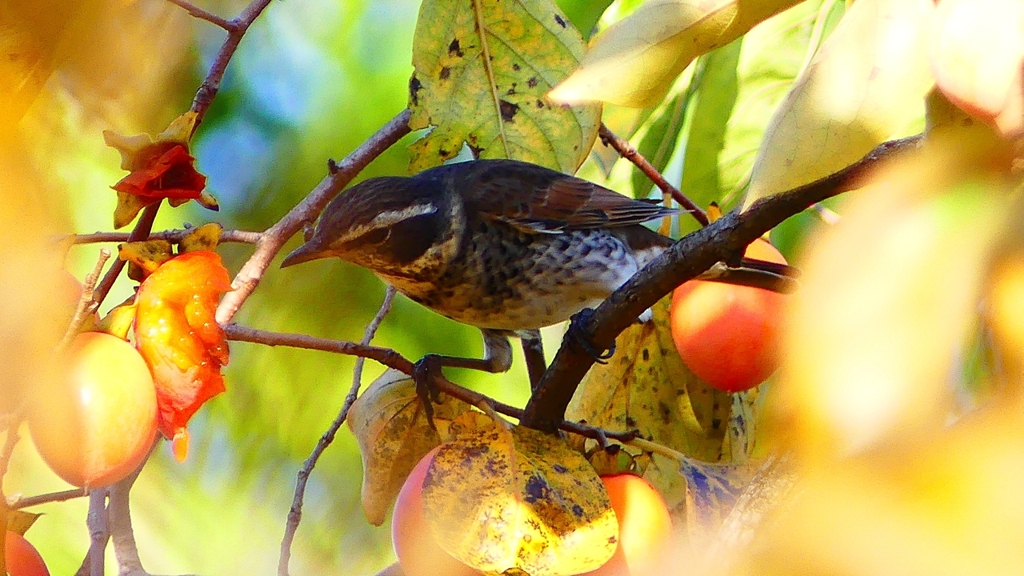 P2350921：ツグミ