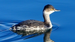 P2370208：ハジロカイツブリ