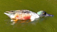 P2360065：ハシビロガモ