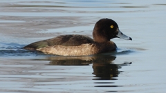 DSCN2881：キンクロハジロ（メス）