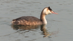 DSCN7280：カンムリカイツブリ