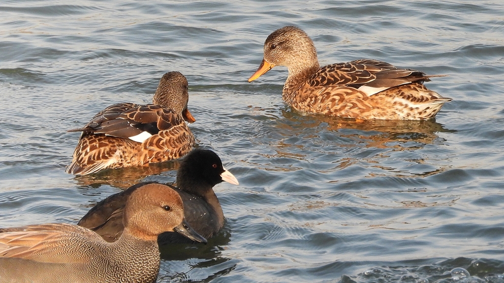 DSCN3938：オカヨシガモ、オオバン