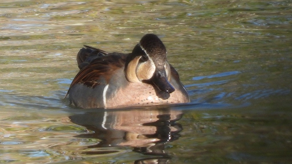 DSCN7808：トモエガモ（オス）