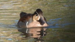 DSCN7808：トモエガモ（オス）