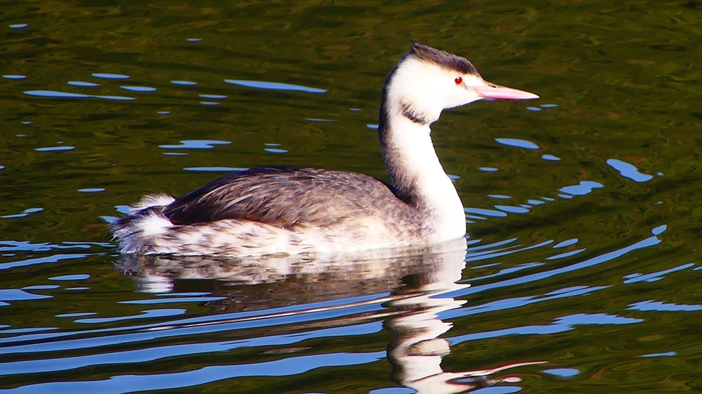 P2360121：カンムリカイツブリ