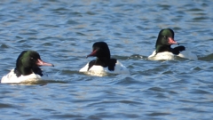 DSCN5815：カワアイサ