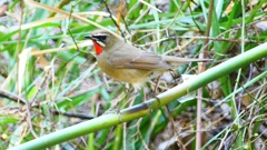 P2310399：ノゴマ（オス