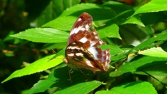 P2260483：メスグロヒョウモン