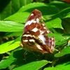 P2260483：メスグロヒョウモン