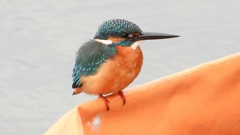 DSCN3412：カワセミ（オス）