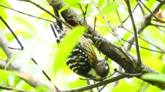 P2330857：コゲラ