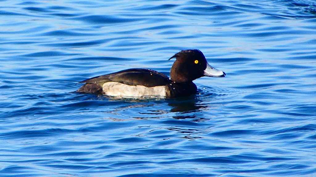 P2380247：キンクロハジロ（オス）