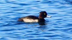 P2380247：キンクロハジロ（オス）