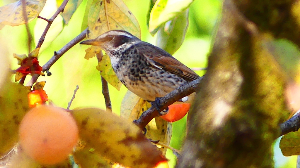 P2350907：ツグミ