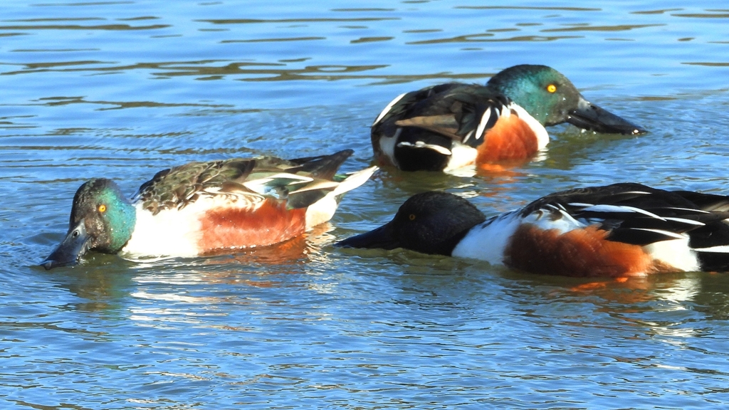 DSCN7020：ハシビロガモ