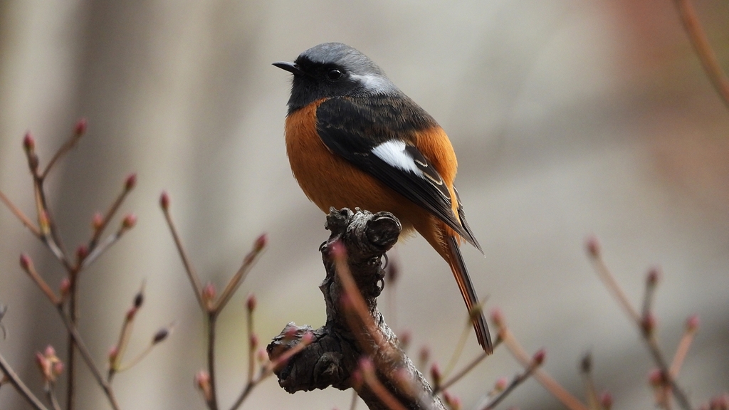 DSCN6153：ジョウビタキ（オス）