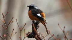 DSCN6153：ジョウビタキ（オス）