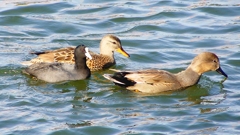 P2410580：オカヨシガモ、オオバン