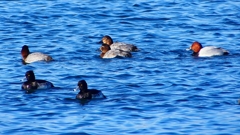 P2380528：ホシハジロ、キンクロハジロ