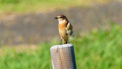 P2310775：ノビタキ