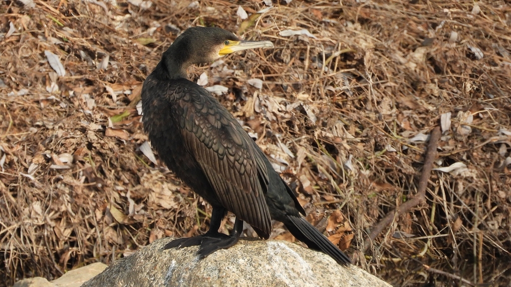 DSCN7430：カワウ