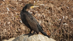 DSCN7430：カワウ