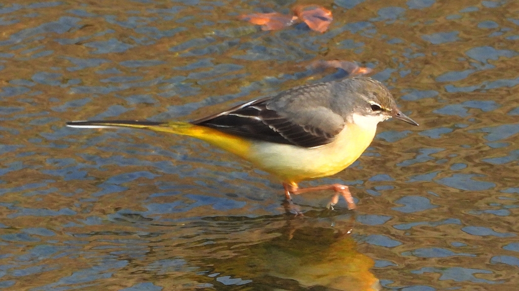 DSCN7480：キセキレイ