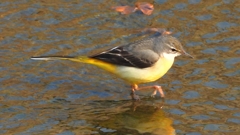 DSCN7480：キセキレイ