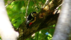 P2250358：アカゲラ（メス）