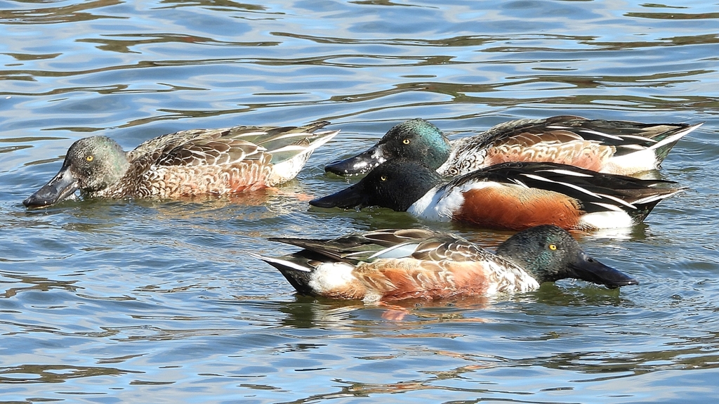 DSCN0104：ハシビロガモ