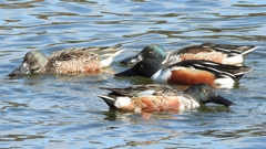 DSCN0104：ハシビロガモ