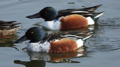 DSCN3157：ハシビロガモ（オス）