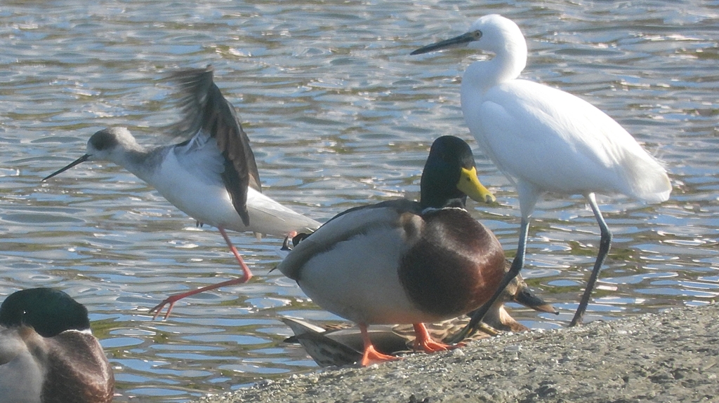 DSCN2186：セイタカシギ他